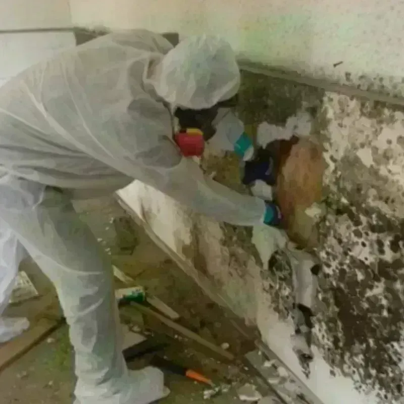 Mold Remediation and Removal in Kiln, MS